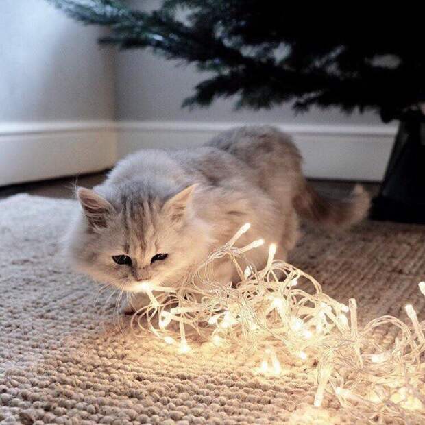 Новогодние коты животные, кот, новый год, рождество