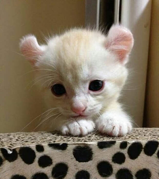 Adorable Kitten