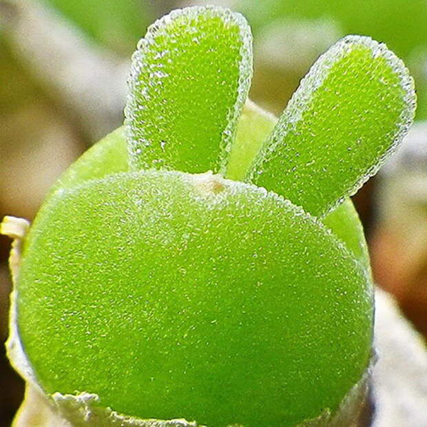 Суккулент, похожий на ушки кролика: Monilaria obconica