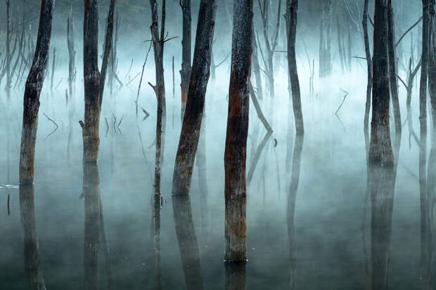 Утренний туман и мертвые деревья в румынском озере Куйдель