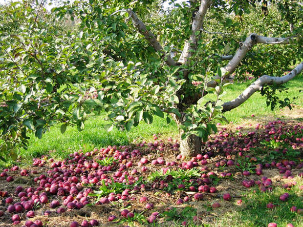 Старая подлеченная яблоня даёт десятки и даже сотни килограммов отменных плодов