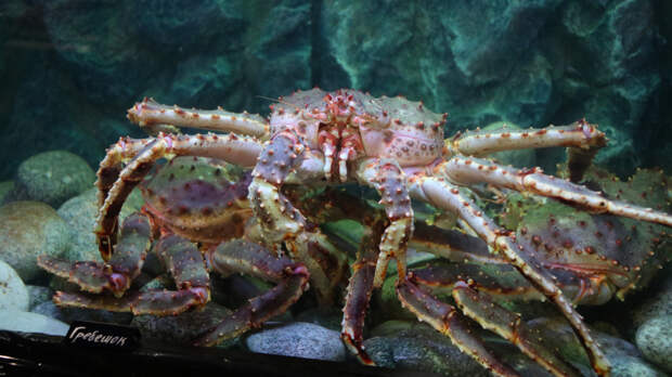 Конвульсии и синие губы: фудблогерша умерла в муках после поедания крабов