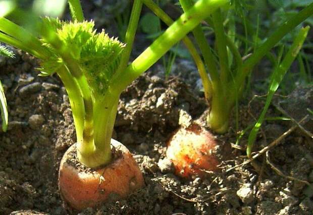 Морковь способна обеднять почву гораздо сильнее, чем огурцы и помидоры. Что можно посадить на место морковной грядки