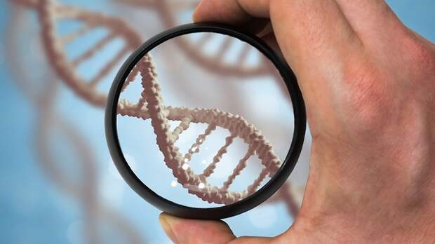 ДНК. Фото: shutterstock