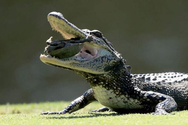 Alligator Eating Turtle