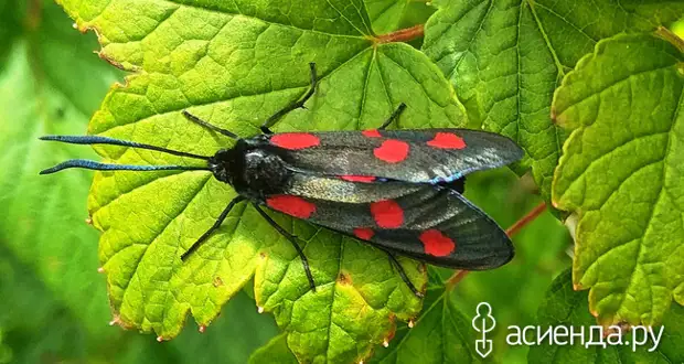 Наши соседи по даче, друзья или враги? (Часть 2)