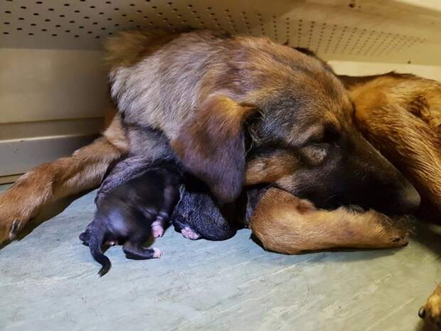 Дворняга родила 9 щенков в вагоне московского метро животные, собака