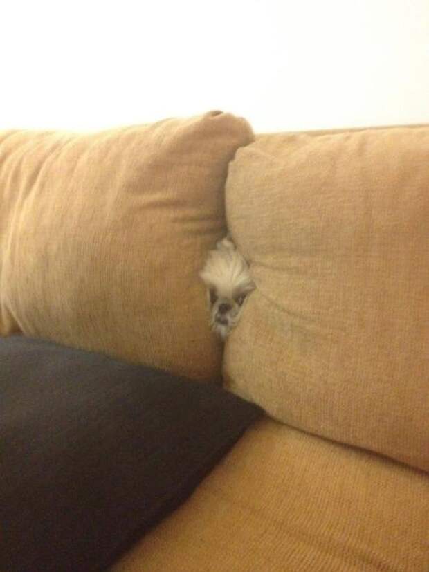 собака застряла в диване