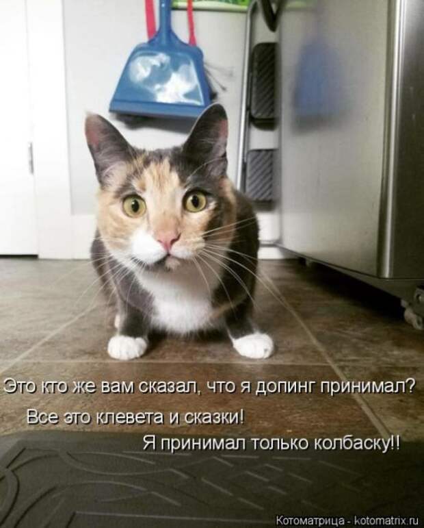 Лучшие котоматрицы недели (50 фото)