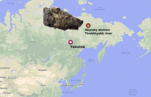 В Якутии найдена 40 000-летняя голова волка