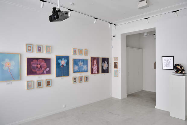 Экспозиция выставки «Нам хватит языка цветов»