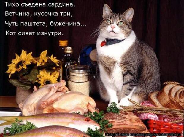 Новая котоматрица (39 фото)