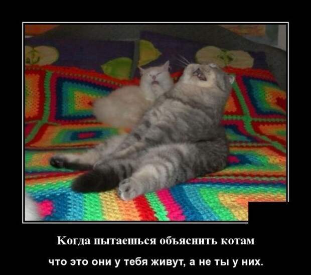 Кошачьи демотиваторы демотиваторы, коты, юмор