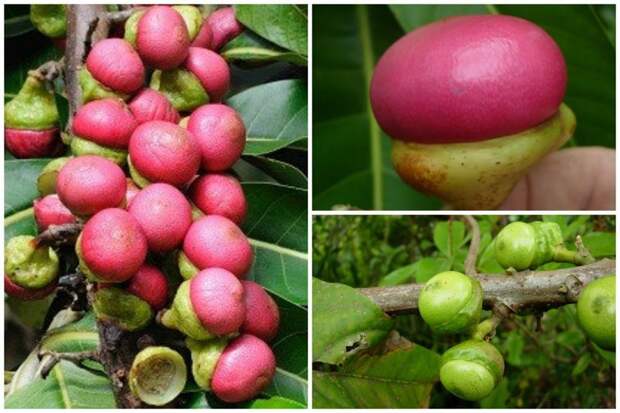 Engkala (Litsea garciae) - вечнозеленое дерево, растущее до 26 метров в высоту. Плоды необычной формы, съедобные, по вкусу напоминают авокадо интересное, невероятное, плоды, природа, растения, редкие, факты, флора