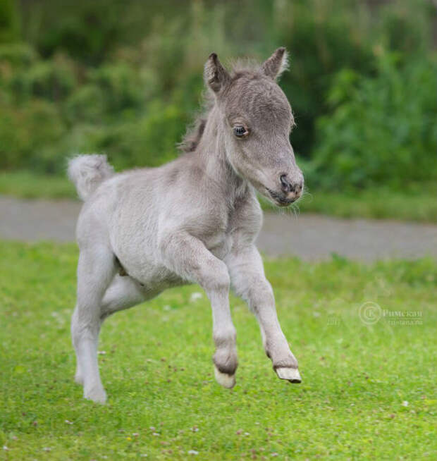 В Ленинградской области родился возможно самый маленький конь в мире