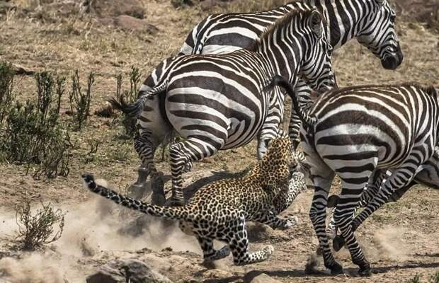 Уникальные снимки неудачной охоты леопарда Масай Мара, заповедник, зебра, кения, леопард, топи, фотоохота, хищники и жертвы