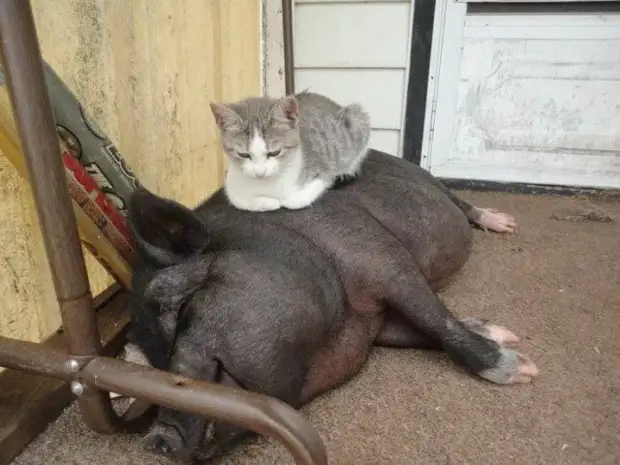 Всяческие фотоприколы