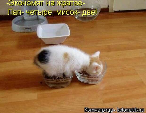 Лучшие котоматрицы недели (50 фото)