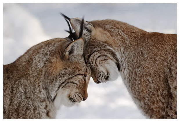 Фотографы шутят - кошки-12 Фотографы шутят - кошки-12