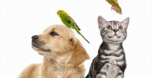 Выездная ветеринарная служба: осмотр, диагностика и лечение животных на дому