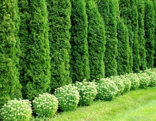 Хвойные растения для сада: выбираем самые неприхотливые культуры (65 фото)