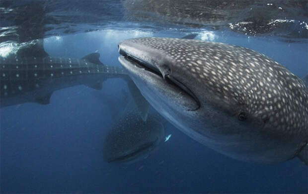 Встреча с китовыми акулами