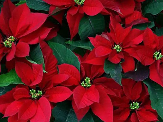 Пуансеттия: виды и сорта, советы по выращиванию - Огород, сад, балкон ...