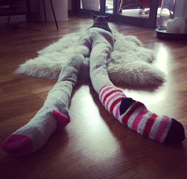 koshkavkolgotkax 8 Мем: Кошка в колготках