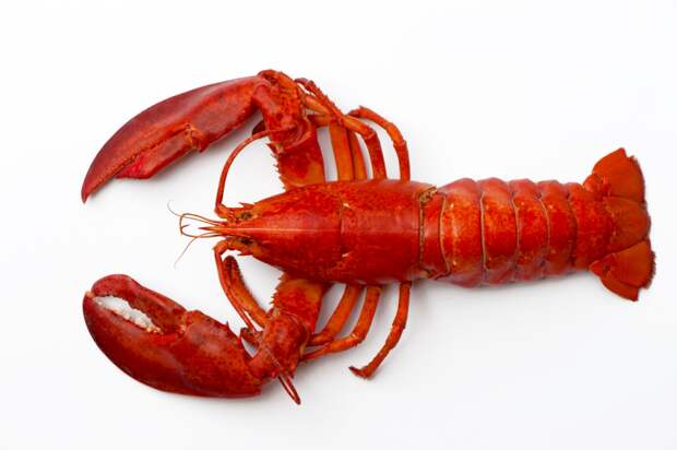 Incredibly Rare Lobster Found AT Red Lobster Is Rescued And Named 'Cheddar' (Video)