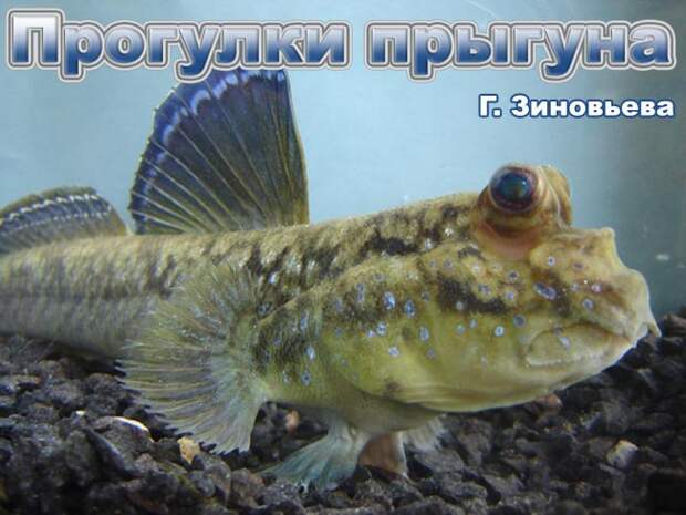Israquarium