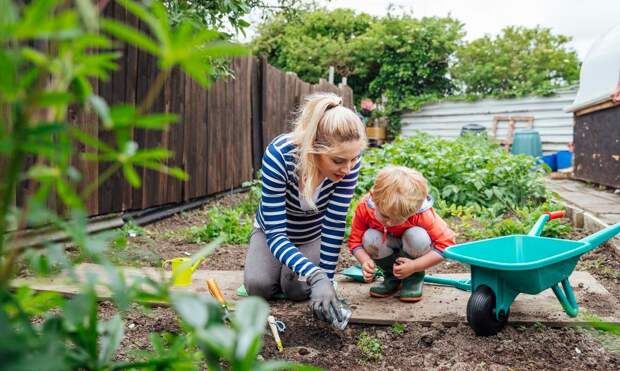 Как ухаживать за голубикой, чтобы собрать богатый урожай