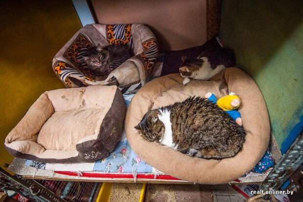 кошка, приют, Минск, волонтеры