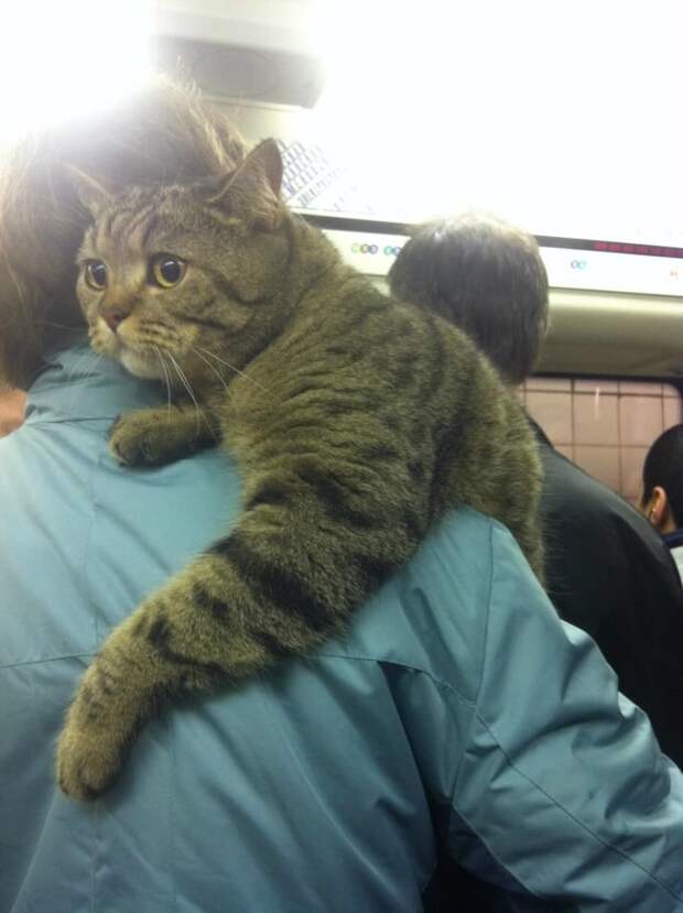 Удивленный кот Удивленный кот животные, кошки, фото
