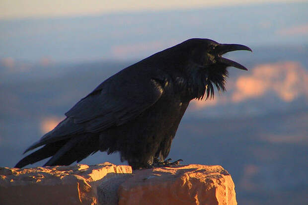Интересные факты о воронах: описание, характеристики и фото