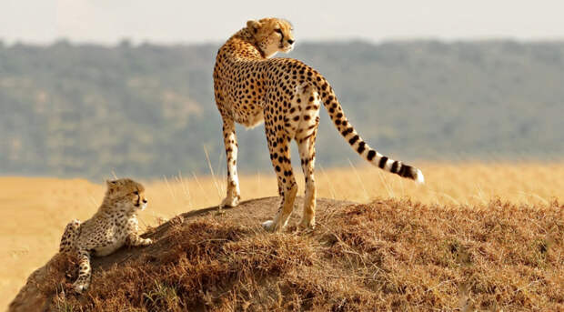 Интересные факты о гепардах - INFOnotes