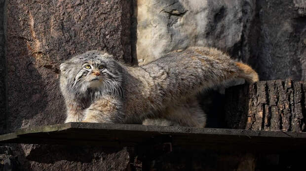 Манул Тимофей начал разжировку к лету