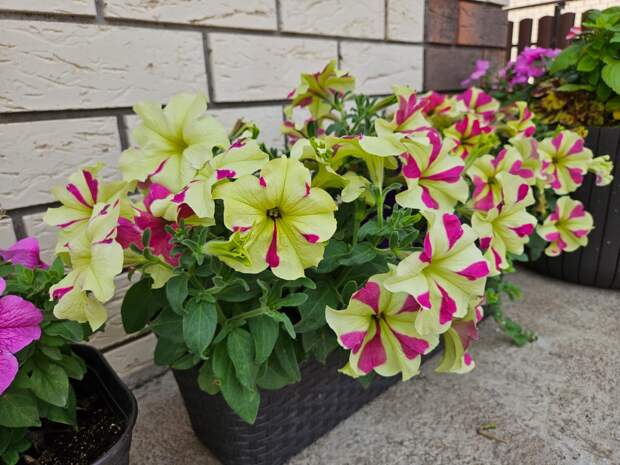 Куда ж без петуний? Крупноцветковые идеально подходят для таких мест где дождь не хлещет сильно