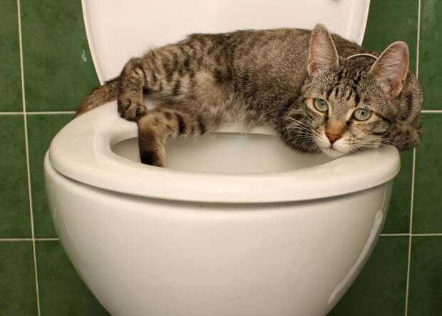 Сантехник не нужен: как заменить унитаз за полчаса своими руками