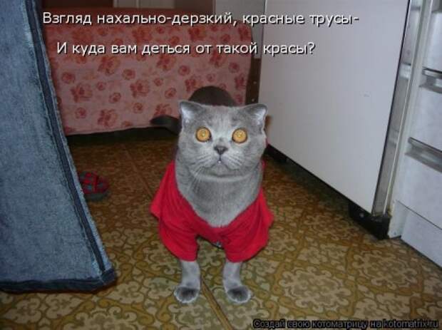 Новая котоматрица (39 фото)