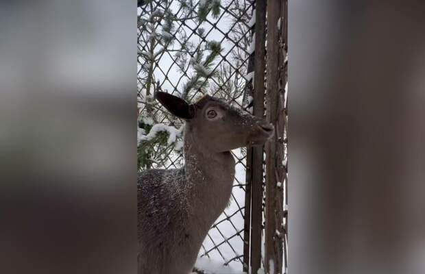 Коричневый Какао Боб переехал в Лензоо и порадовался белому снегу