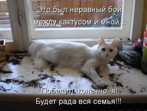 Картинки приколы с надписями для поднятия настроения (7)