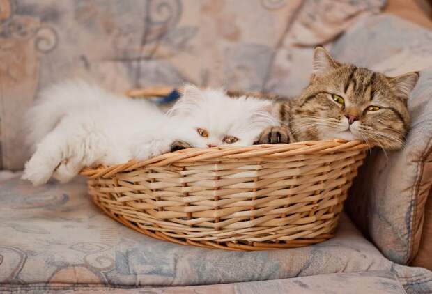 cats14 Фотограф и его коты