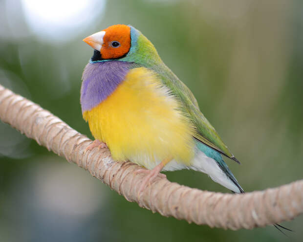 8983621547 2fc6a6cbea b Гульдова амадина   одна из самых ярких и красивых птиц