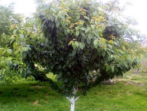 От косточки до дерева: Как вырастить вишню в домашних условиях