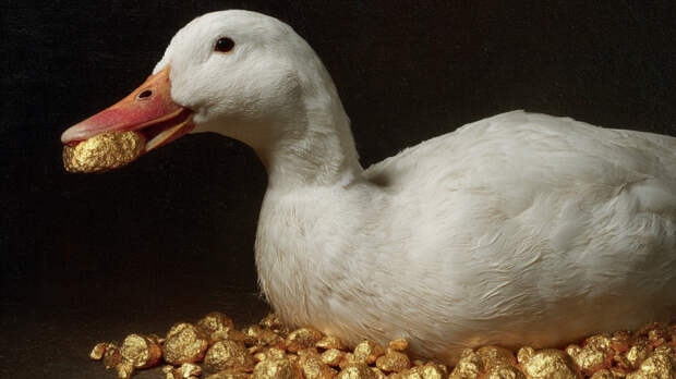 «Скрудж Макдак»: утка проглотила золотые самородки стоимостью 138 тысяч рублей