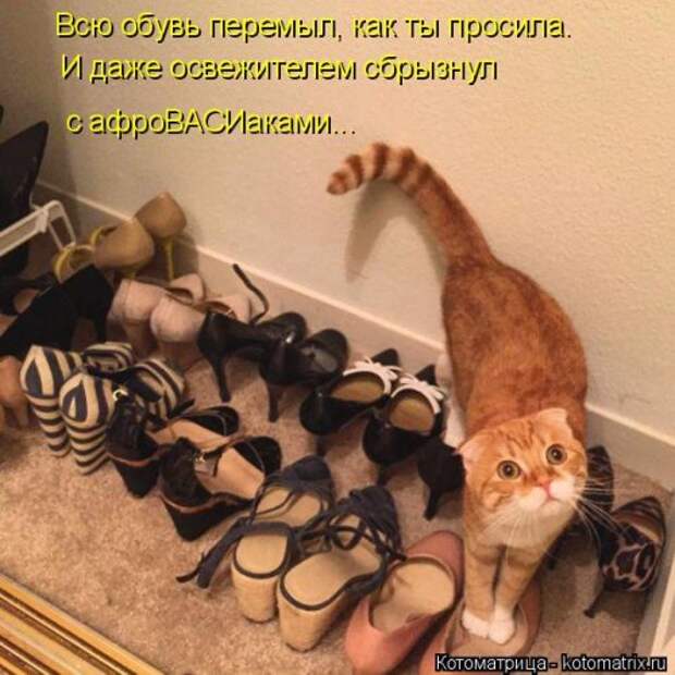 Свежая котоматрица на Бугаге (37 фото)