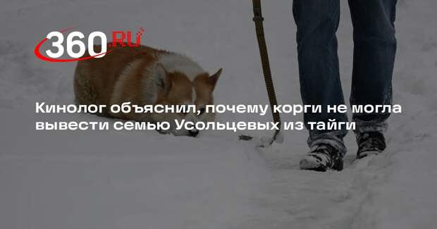 Кинолог Круглов: коротколапая корги не смогла бы вывести Усольцевых из тайги