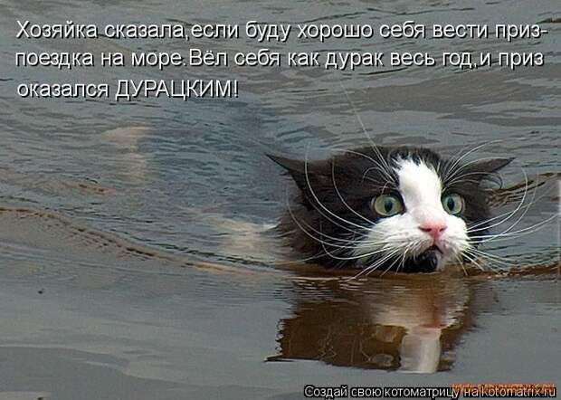 Уфф!!! Ну наконец-то! Котоматрицы великолепные, каждая с улыбкой и хорошим настроением!