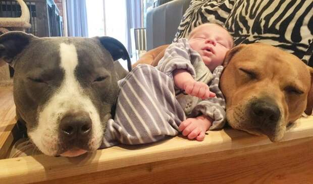4 собаки и кошка, ухаживающие за новорождённым, растрогали пользователей интернета дети, животные, милота
