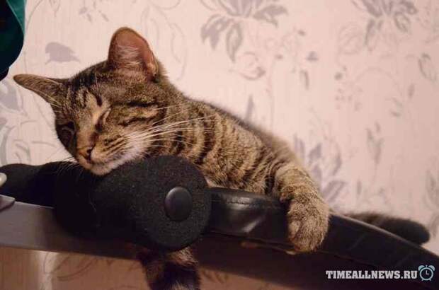 Спасение кота Спасение кота